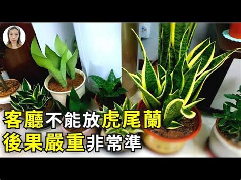 虎尾蘭 擋煞|【虎尾蘭風水】虎尾蘭風水：解厄化煞、招財興運擺放。